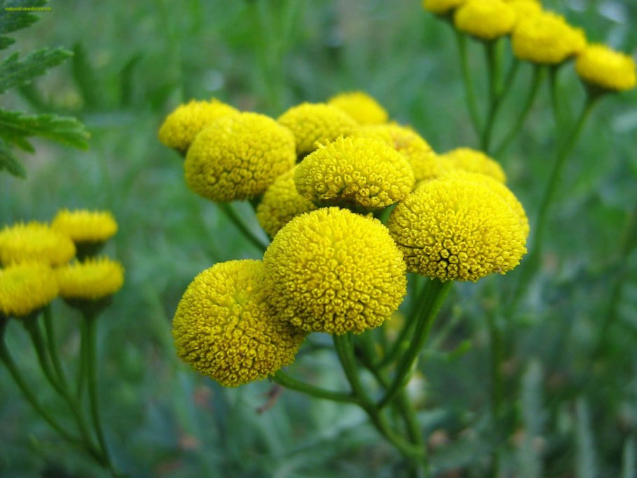 Лекарственные растения пижма обыкновенная