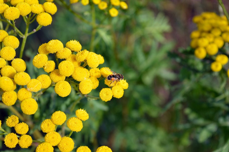 Пижма обыкновенная (Tanacetum vulgare)