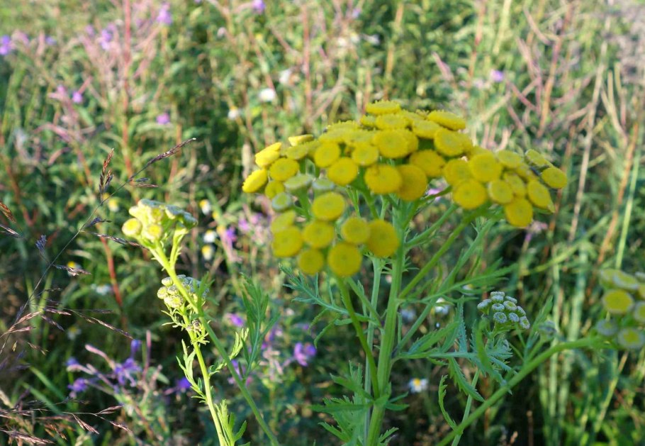 Девятильник трава