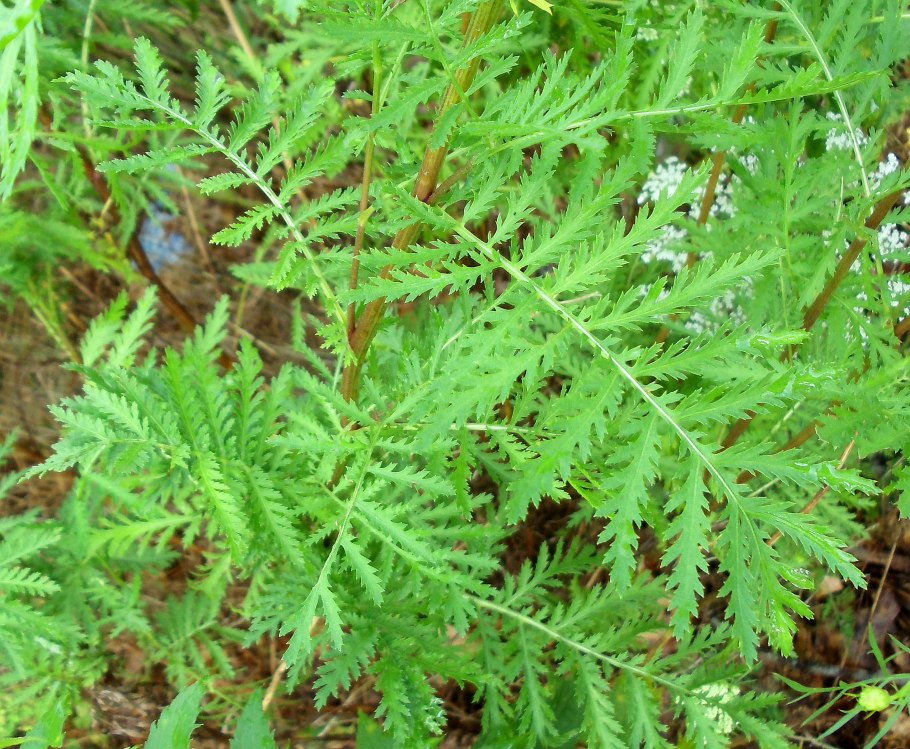 Tanacetum vulgare листья