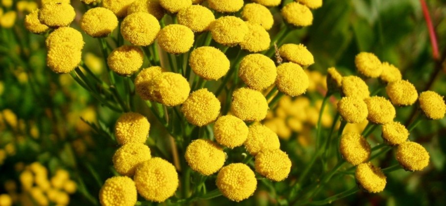 Пижма сухоцвет