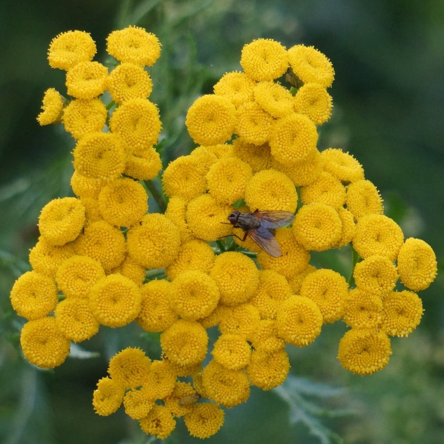 Пижма Tanacetum Garden Treasure