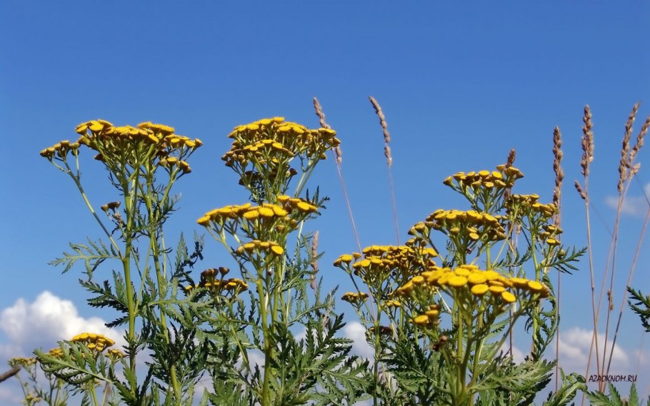 Пижма обыкновенная tanacetum vulgare