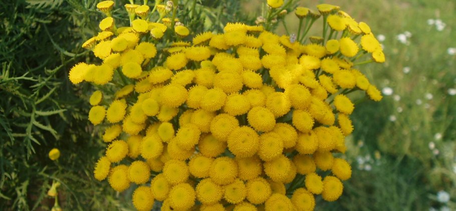 Пижма Tanacetum Garden Treasure