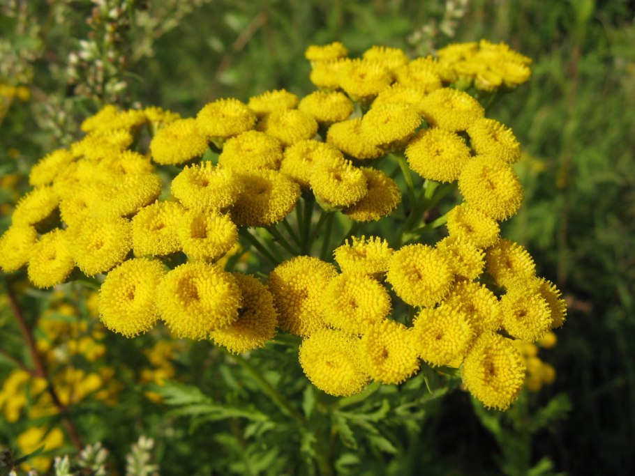 Пижма обыкновенная (Tanacetum vulgare)