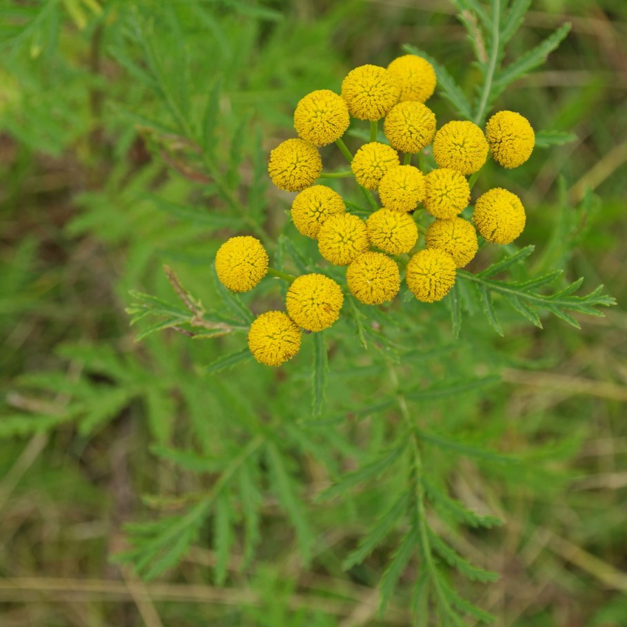 Пижма обыкновенная (Tanacetum vulgare)