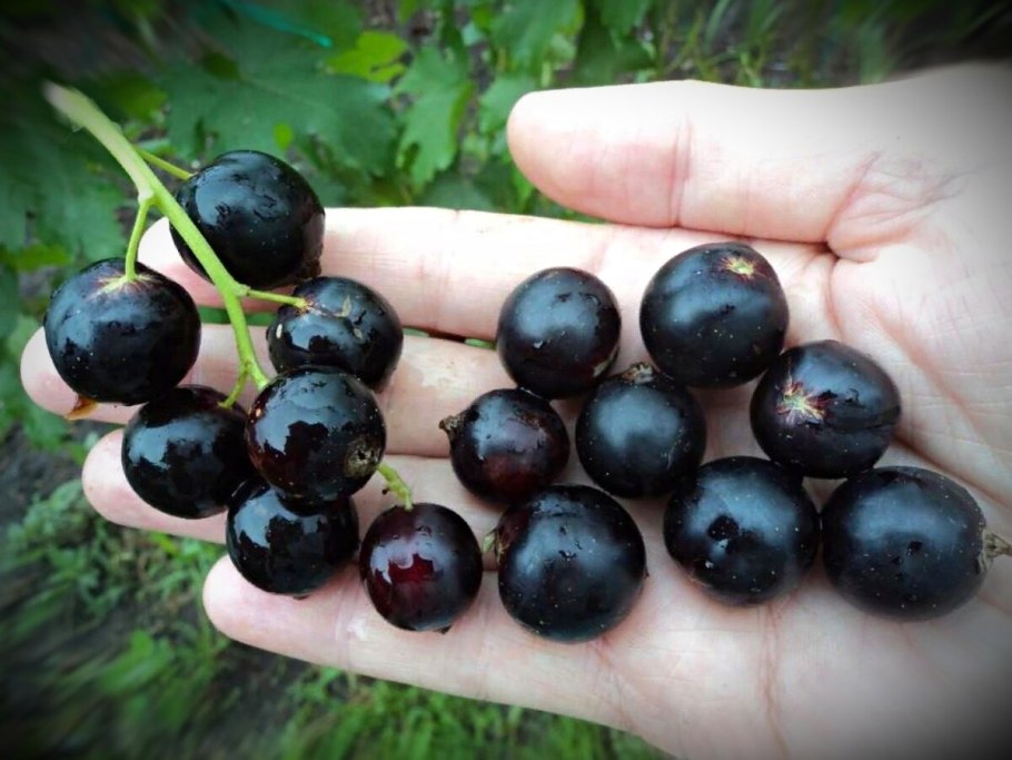 Сорт черной смородины Литвиновская