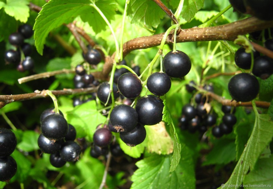 Сорт черной смородины "памяти Мичурина"