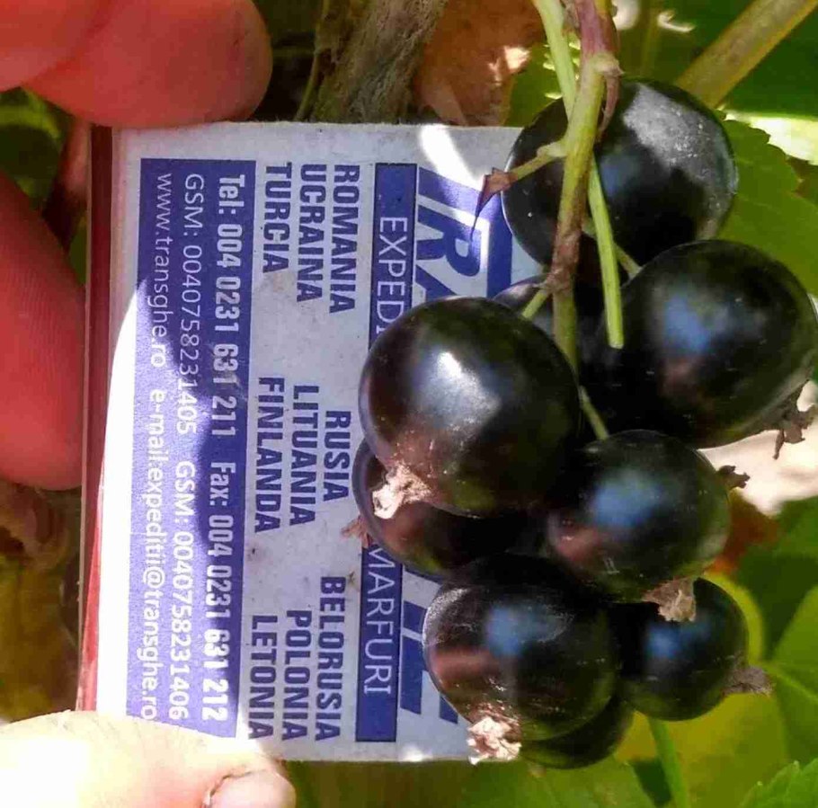 Смородина Лючия