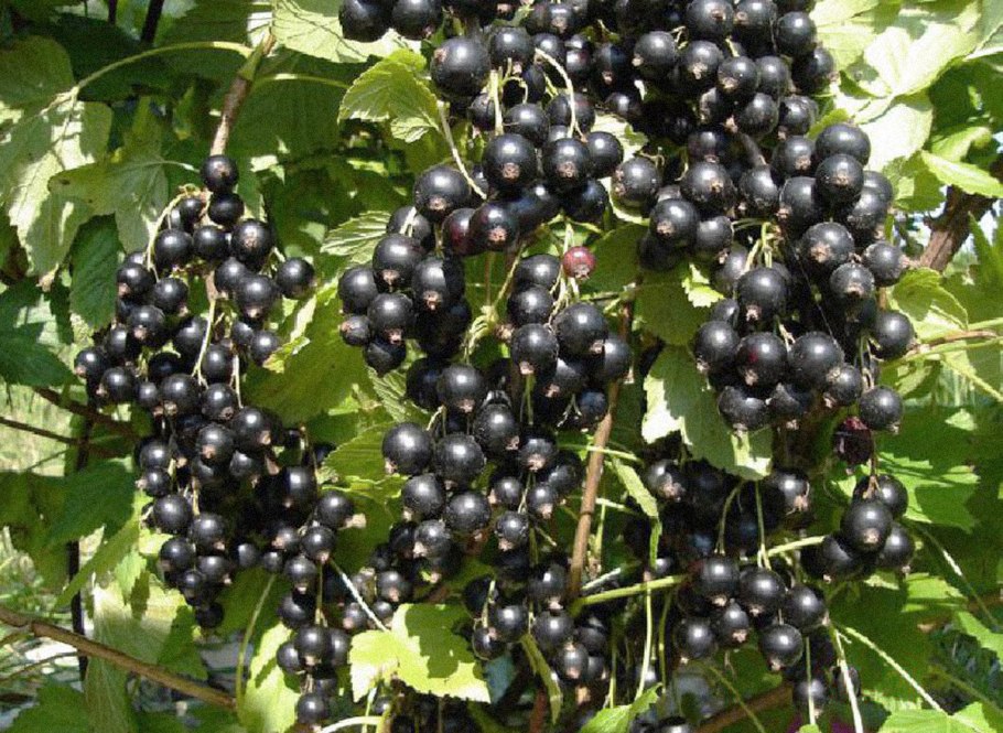 Смородина чёрная Изюмная