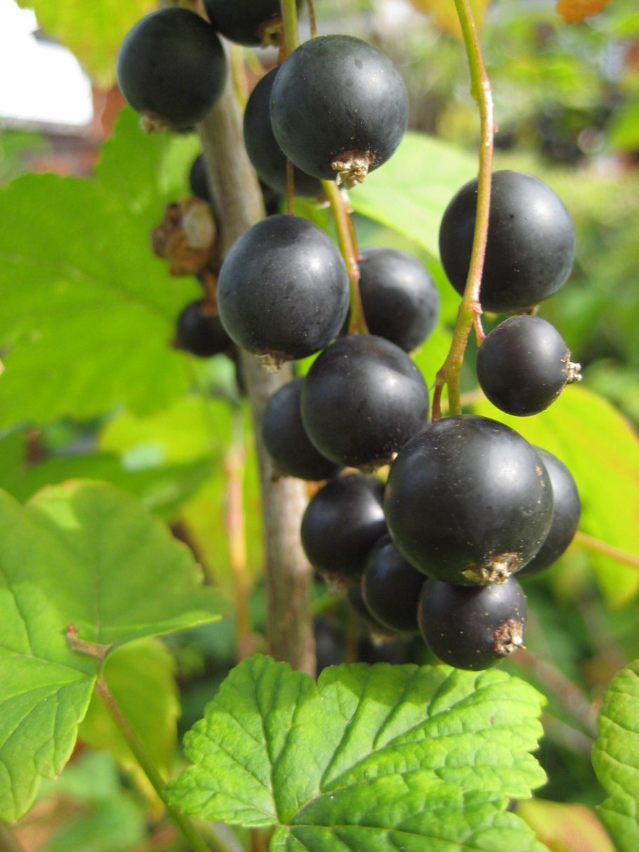 Смородина черная – ribes nigrum