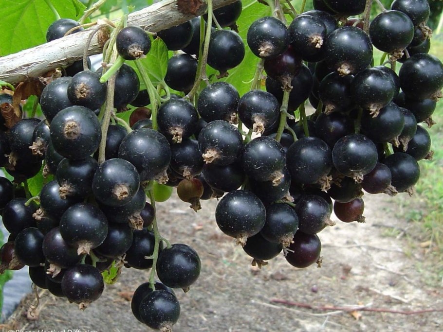 Смородина черная Геркулес