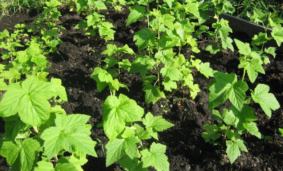 Смородина черная (ribes nigrum &#96;ядреная&#96;) 2-х Летка