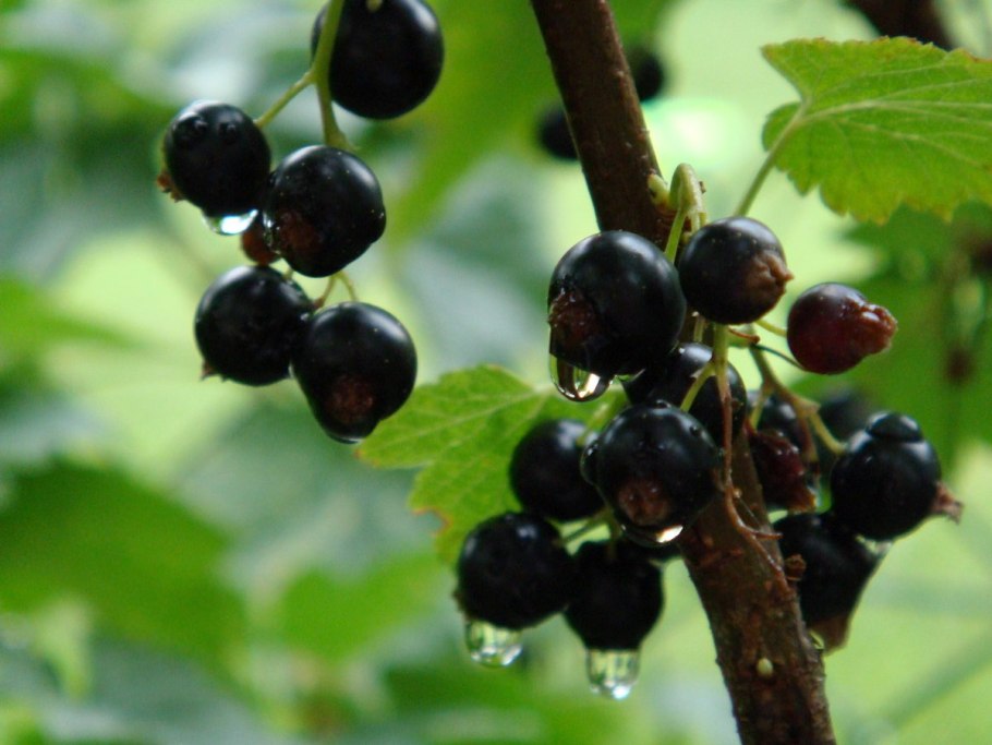 Черная смородина сорт Титания