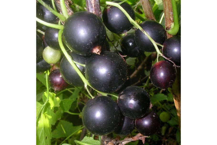 Смородина золотистая Байкальская синева