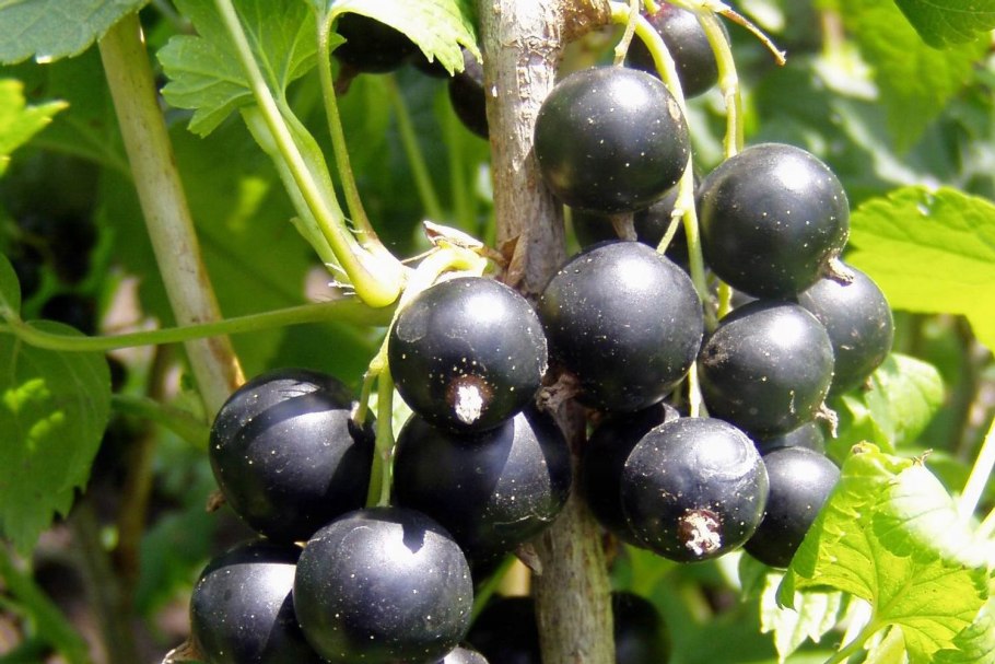 Смородина Шукшина