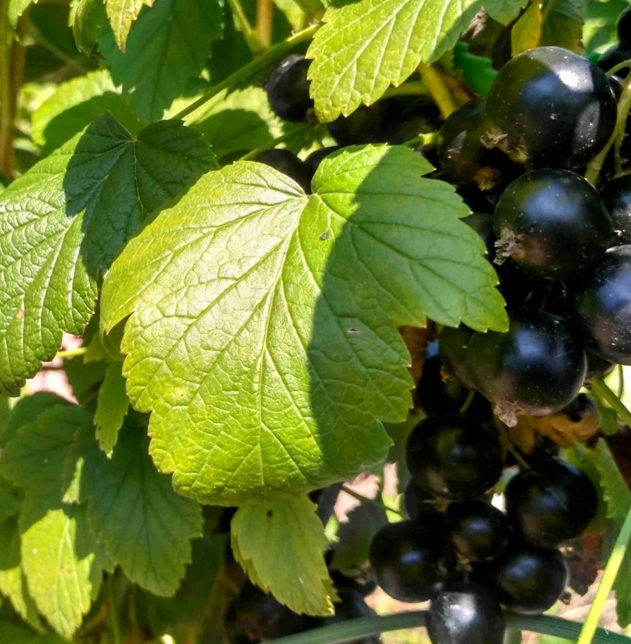 Смородина (ribes)