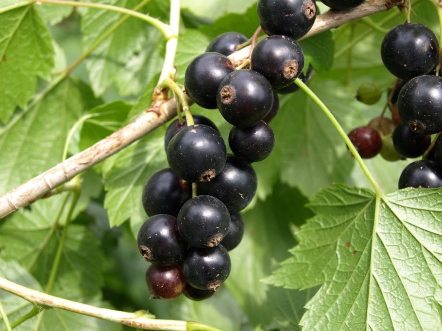 Смородина черная Селеченская