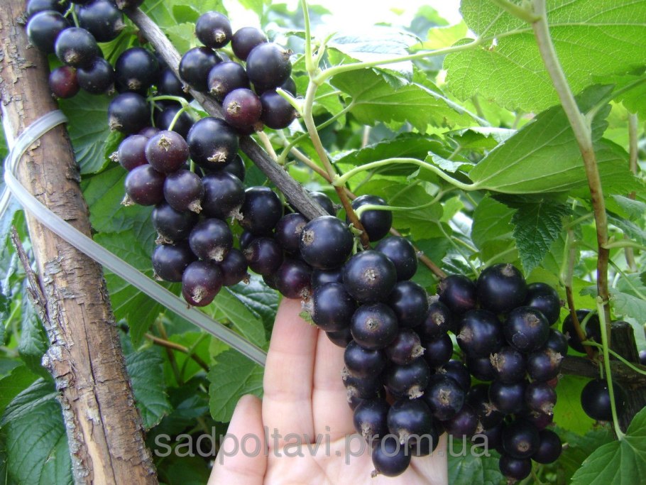 Смородина Селеченская 2