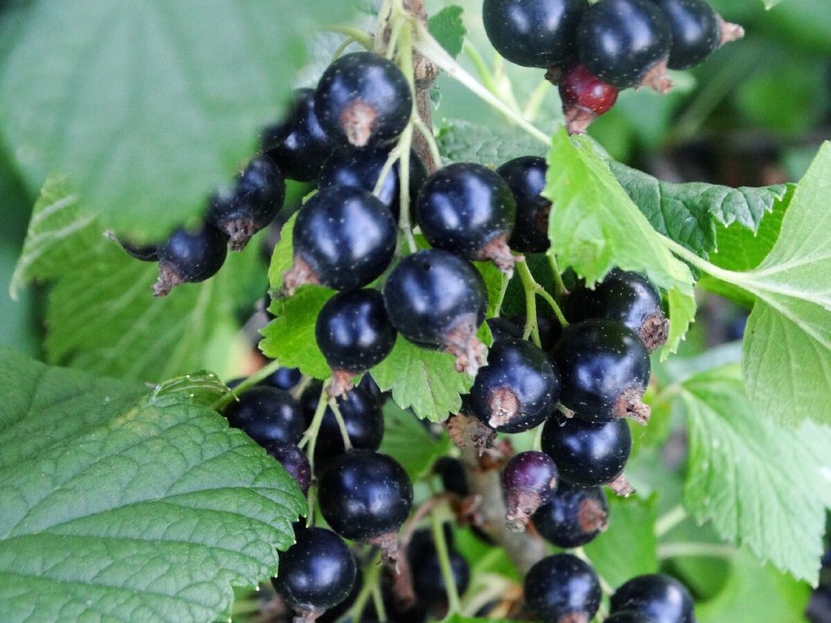 Смородина черная Селеченская