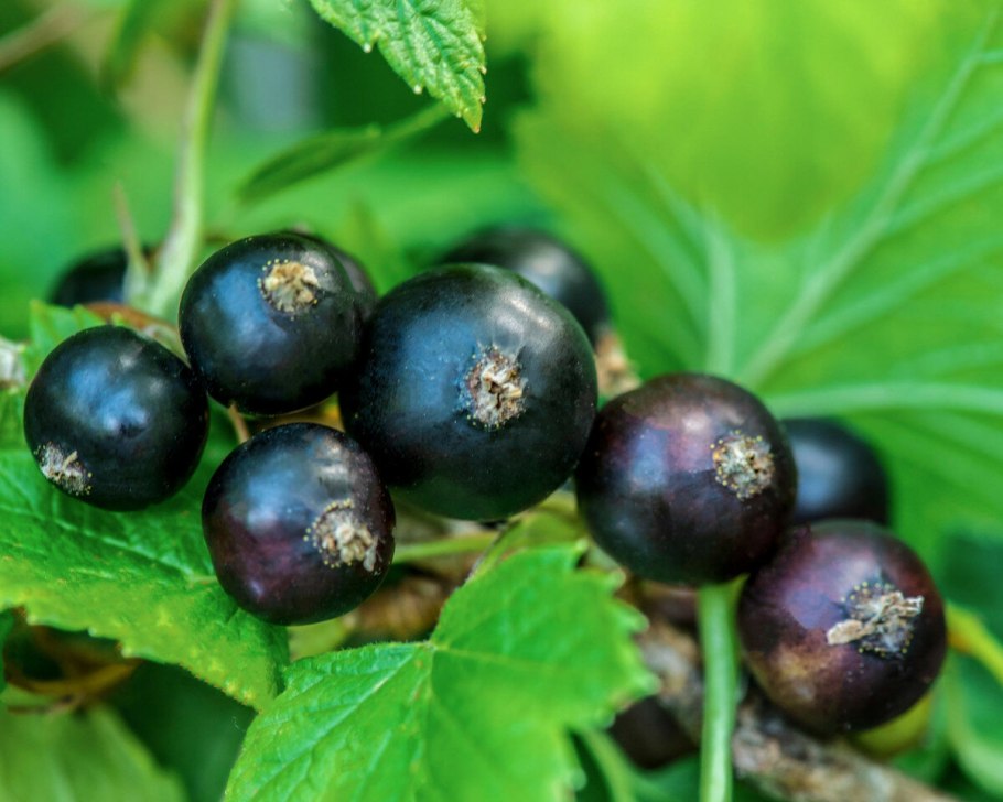 Смородина черная Литвиновская