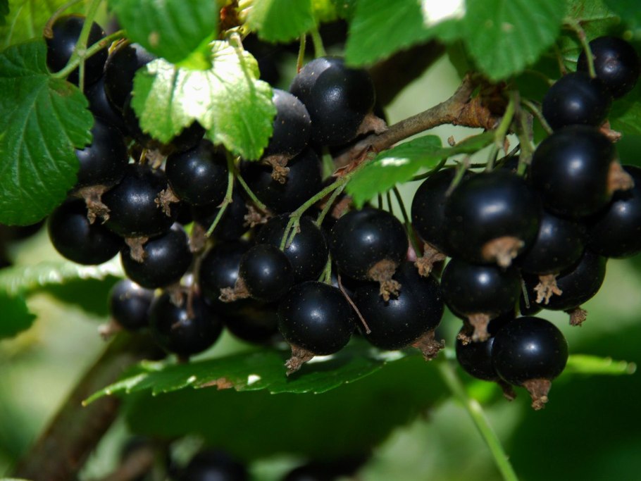 Смородина черная Ильинка