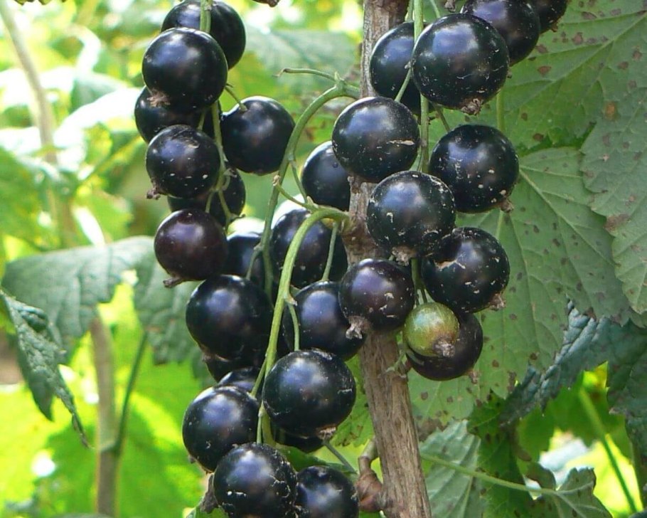 Смородина черная Вологда