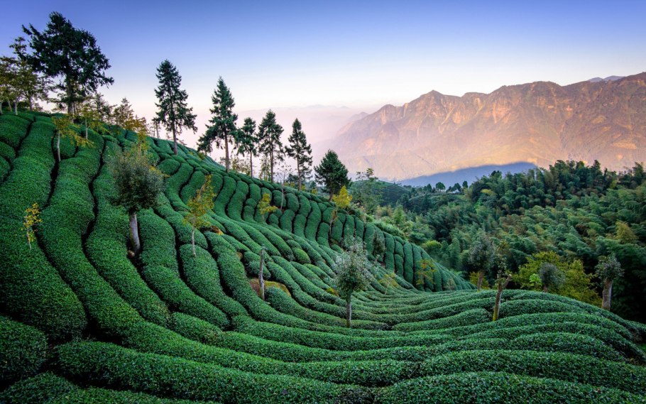 Провинция Юньнань Китай чайные поля