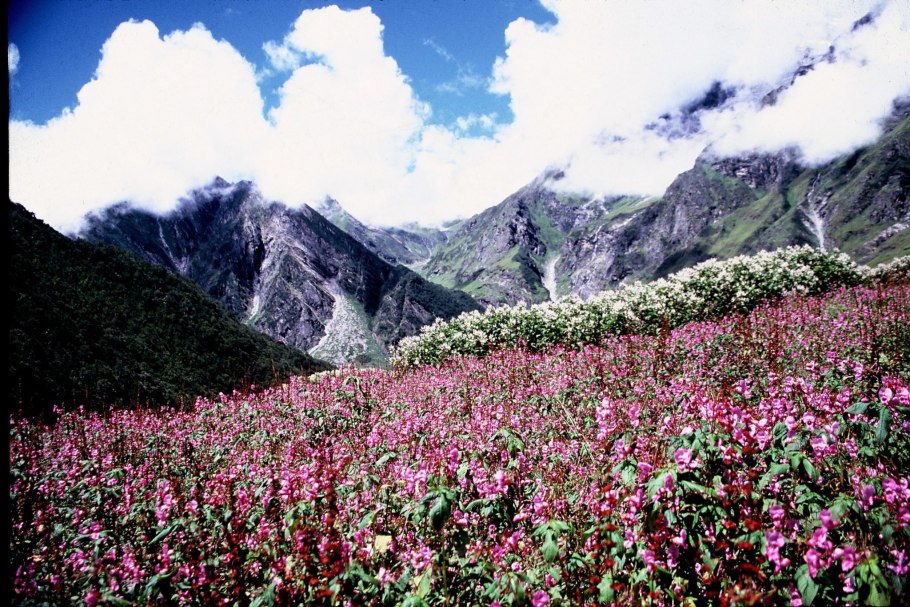 Национальный парк Долины цветов, Уттаракханд