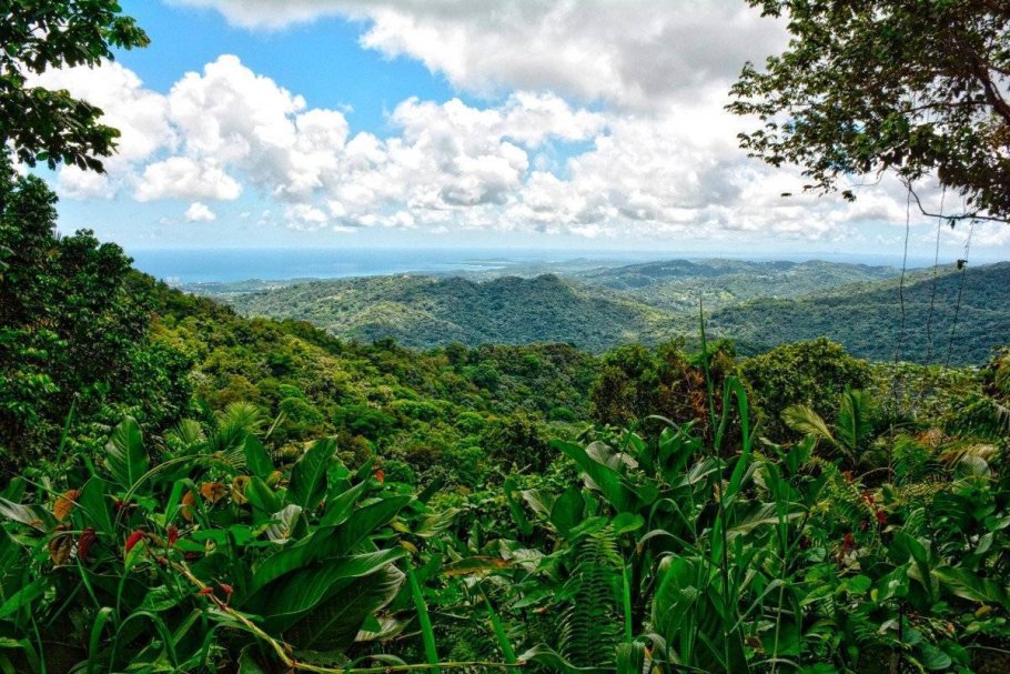 Вечнозелёные тропические леса Южной Америки