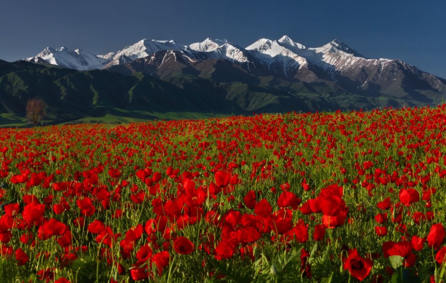 Алые маки Иссык-куля