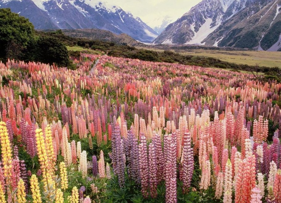 Долина люпинов в новой Зеландии