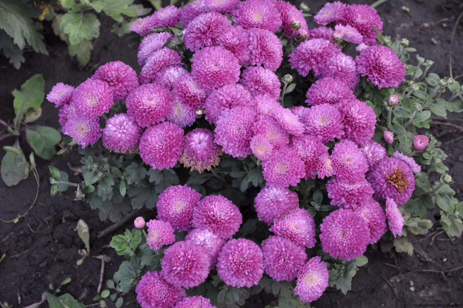 Хризантемы садовые многолетние долгоцветущие