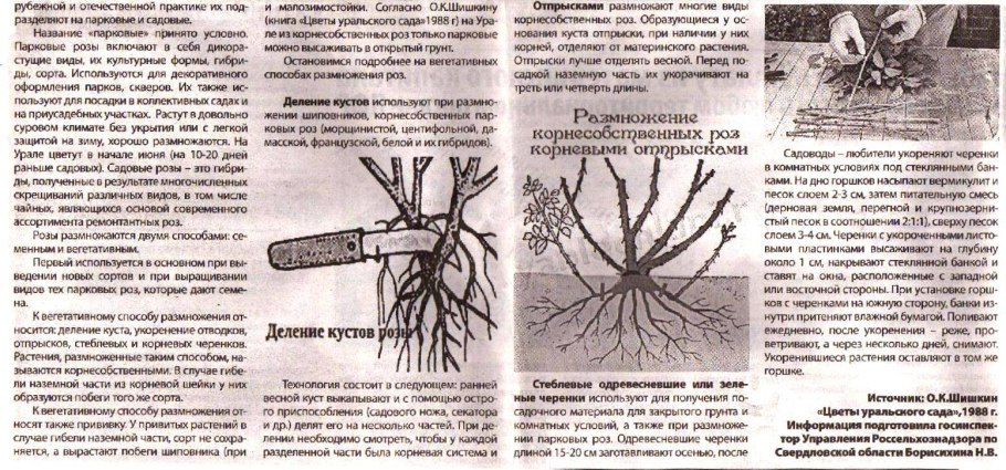 Окулировка сливы, абрикоса, вишни