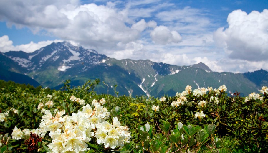 Рододендрон Кабардино Балкария