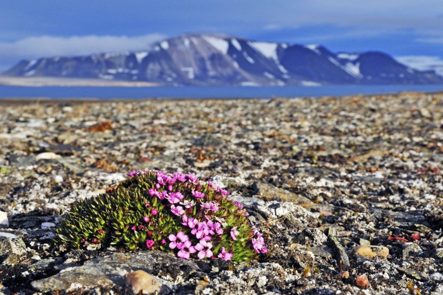 Лютик Арктический