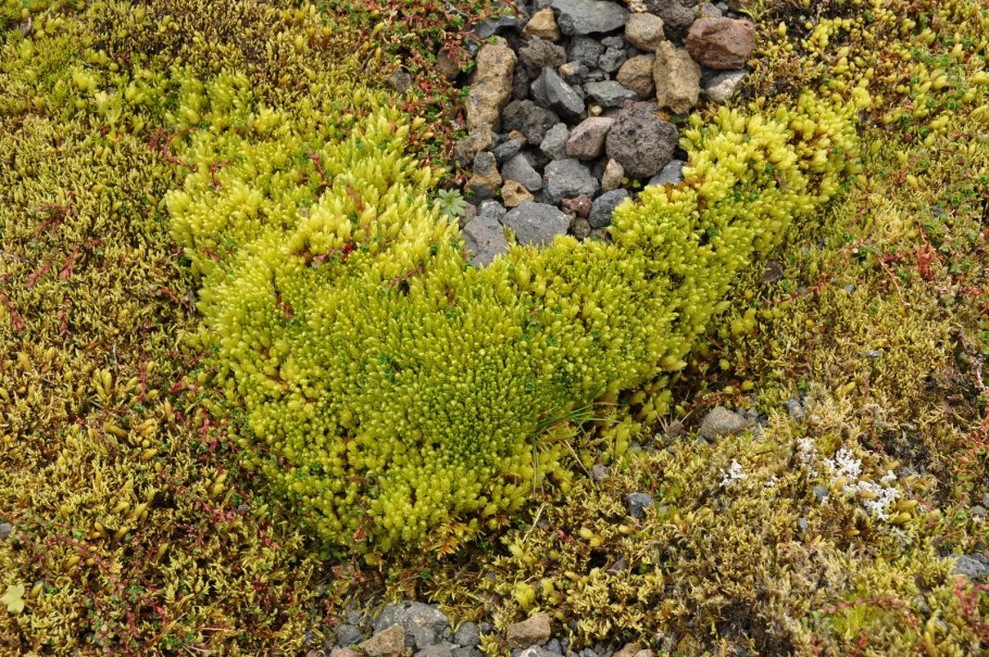 Щучка Арктическая