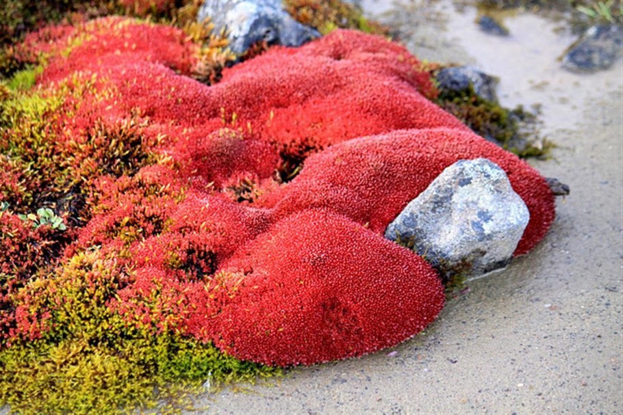 Арктические пустыни камнеломка