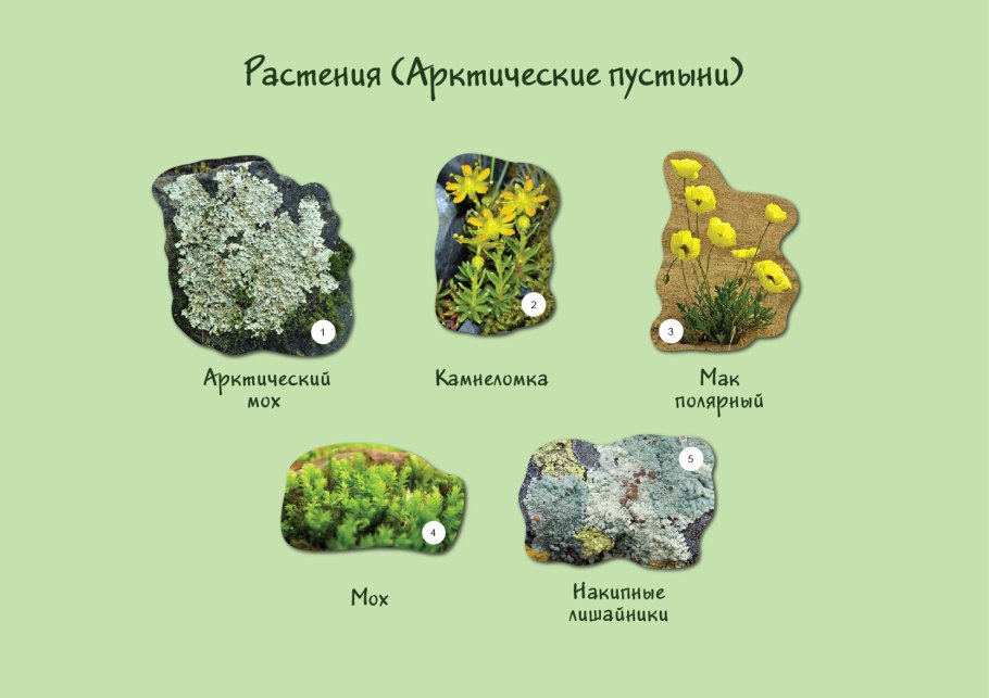 Полярная камнеломка