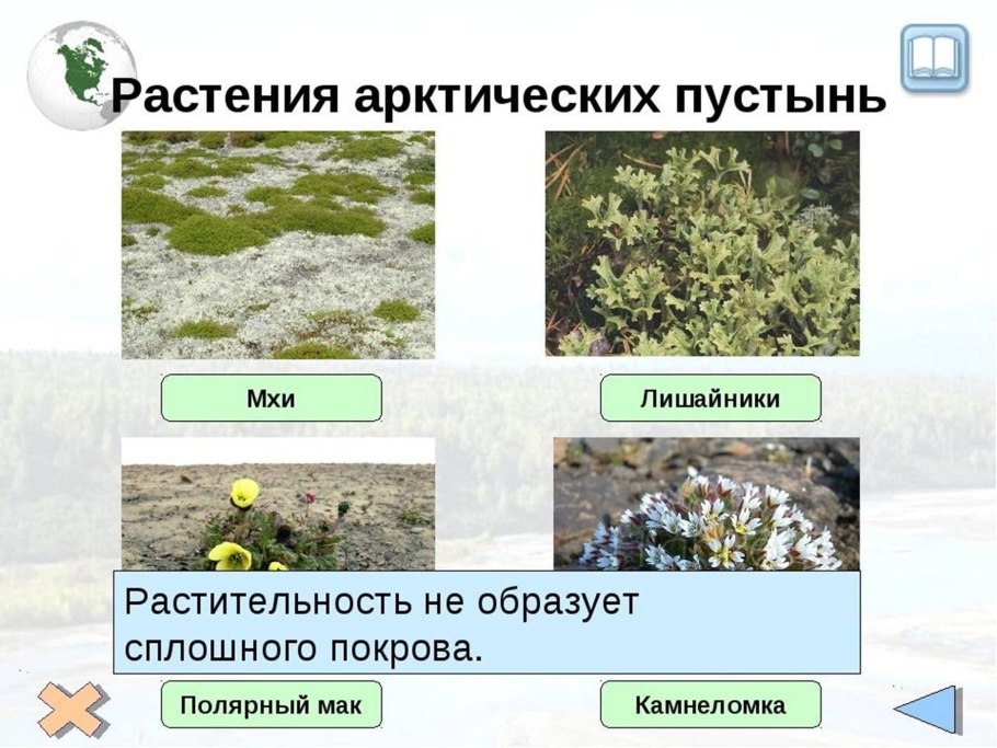 Камнеломка Болотная