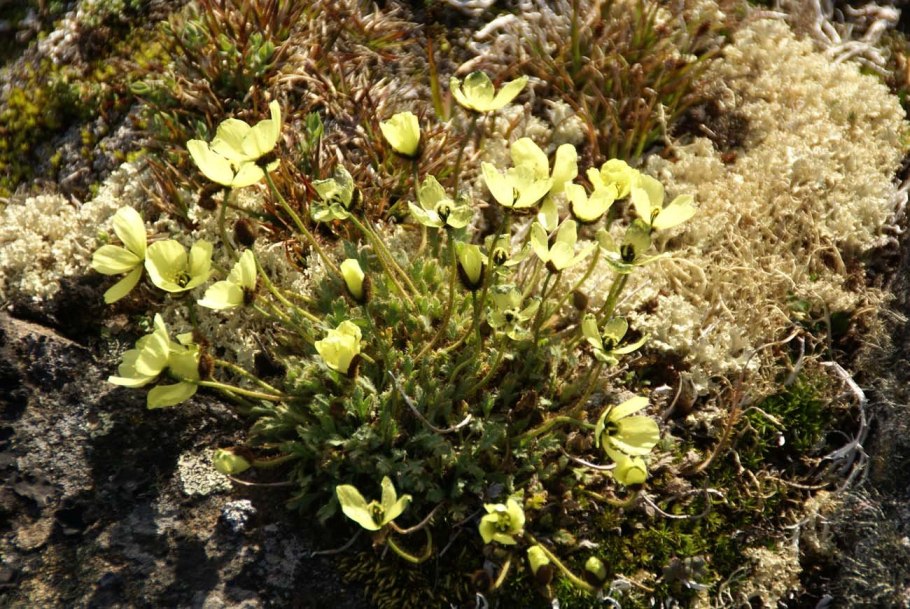 Колобантус Кито