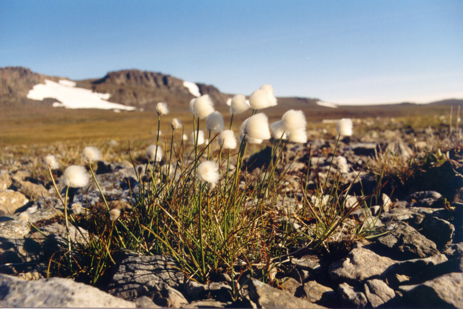 Полярный мак на земле франца иосифа