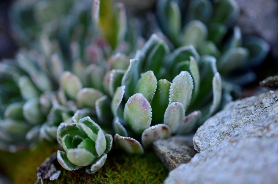 Мхи и лишайники арктических пустынь