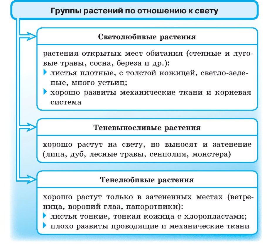 Группы растений по отношению к свету