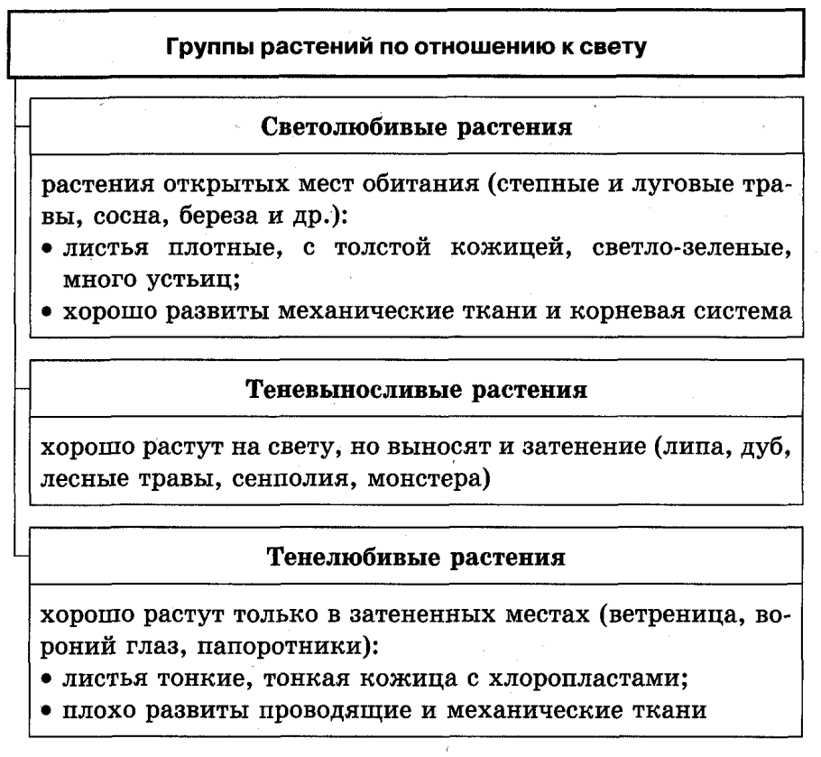 Экологические группы по отношению к свету