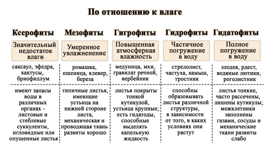 Жизненные циклы споровых растений таблица