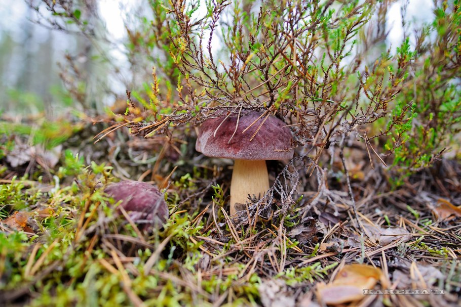 Карельский лес грибы