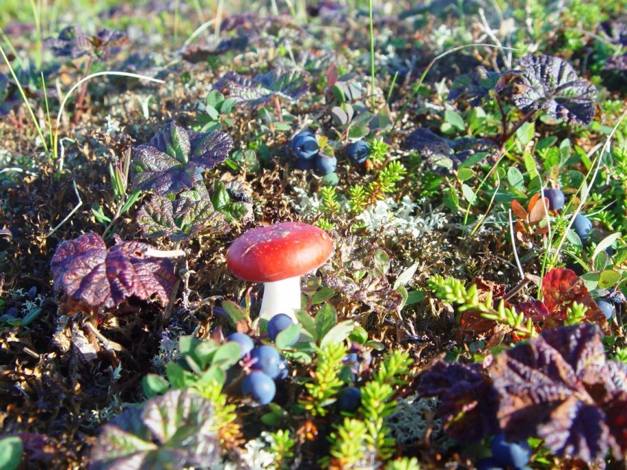 Чукотка тундра грибы