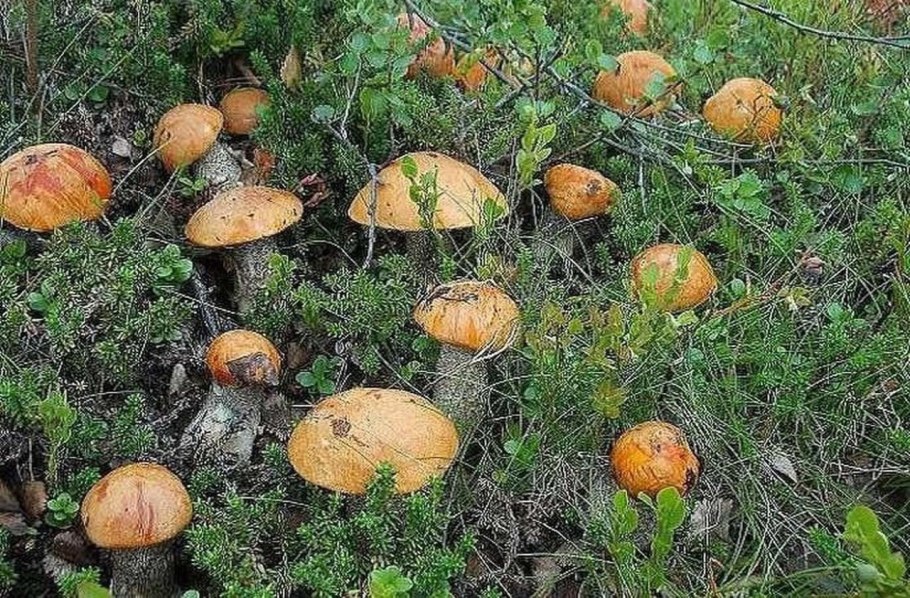 Грибы в тундре выше деревьев