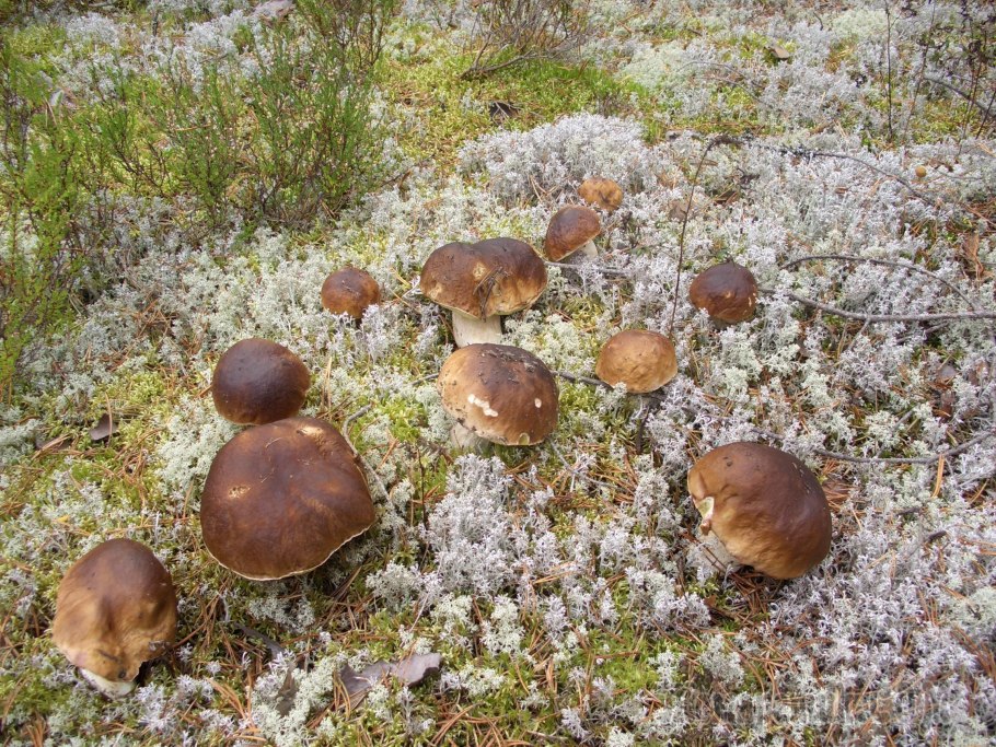 Грибная Поляна белых белых грибов